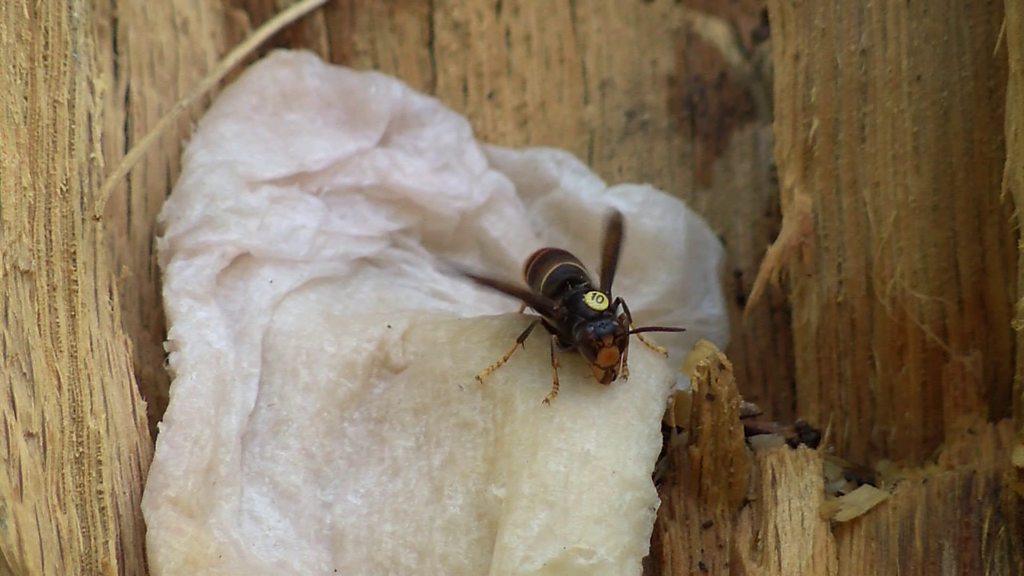 Asian hornet