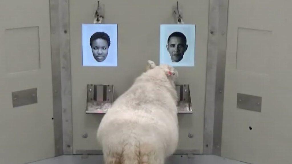 Sheep recognising Barack Obama