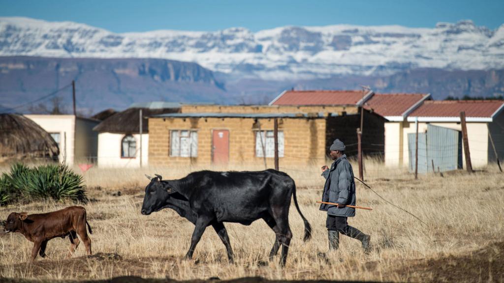 A man walks with cows by mountains from the South African Drakensberg mountain range covered in snow - July 2016