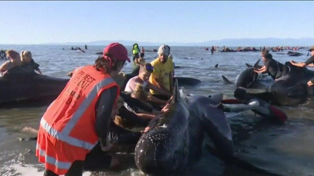 Volunteers and whales