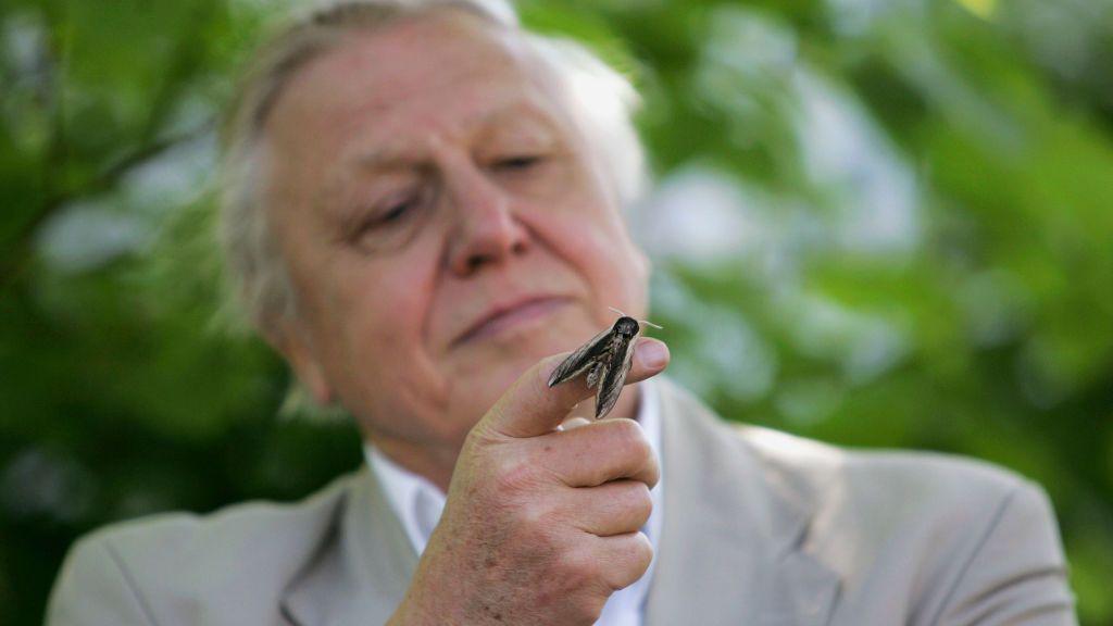 Sir David Attenborough with a moth on his finger.