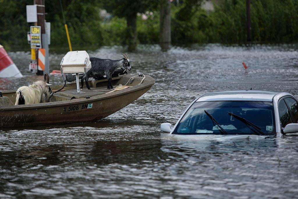 Goats in flood