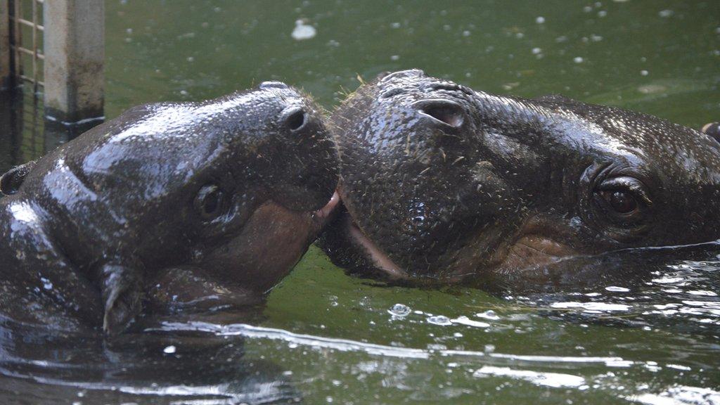 Pygmy hippo Hugo and mother Sirana