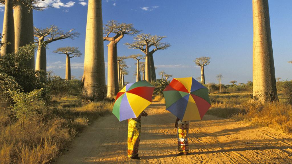 Two people holding umbrellas on a road with baobab trees, Morondava, Madagascar