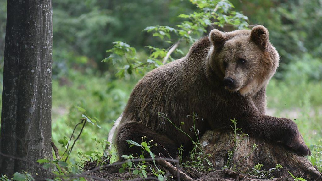 A retired bear leans on a tree stump