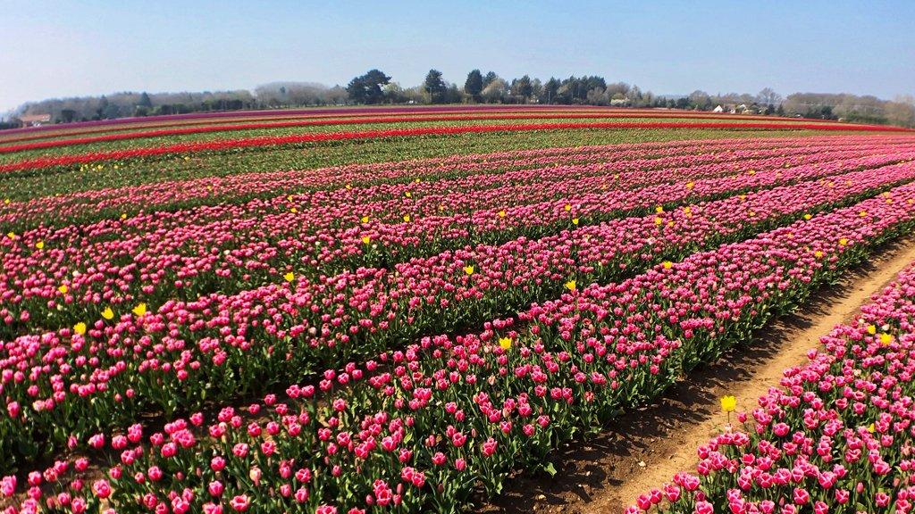 Norfolk tulip fields