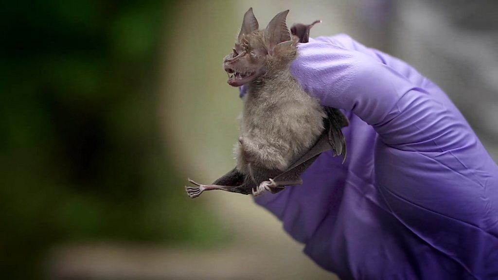 A bat being held by a scientist