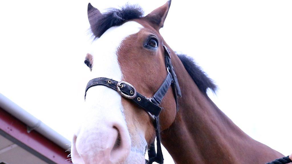 Hank the teaching horse