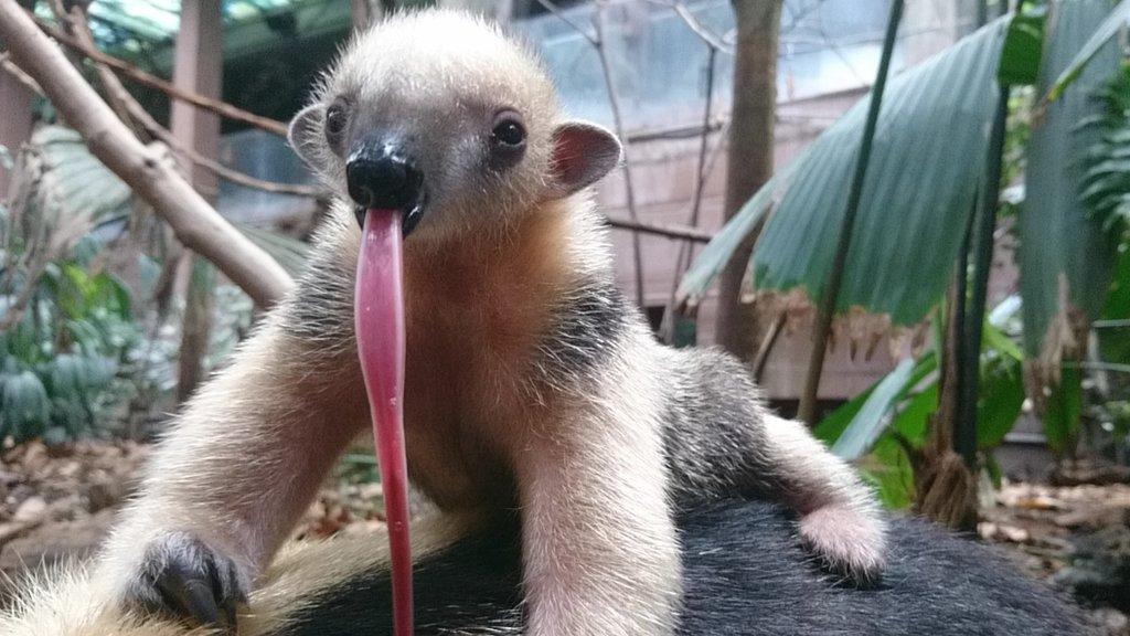 Baby Tamandua