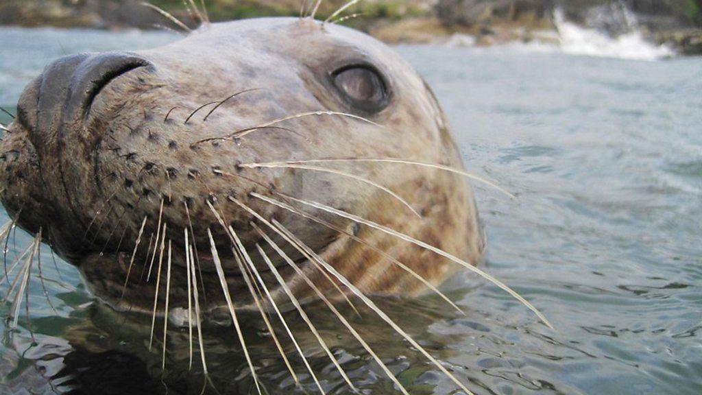 Seal in water