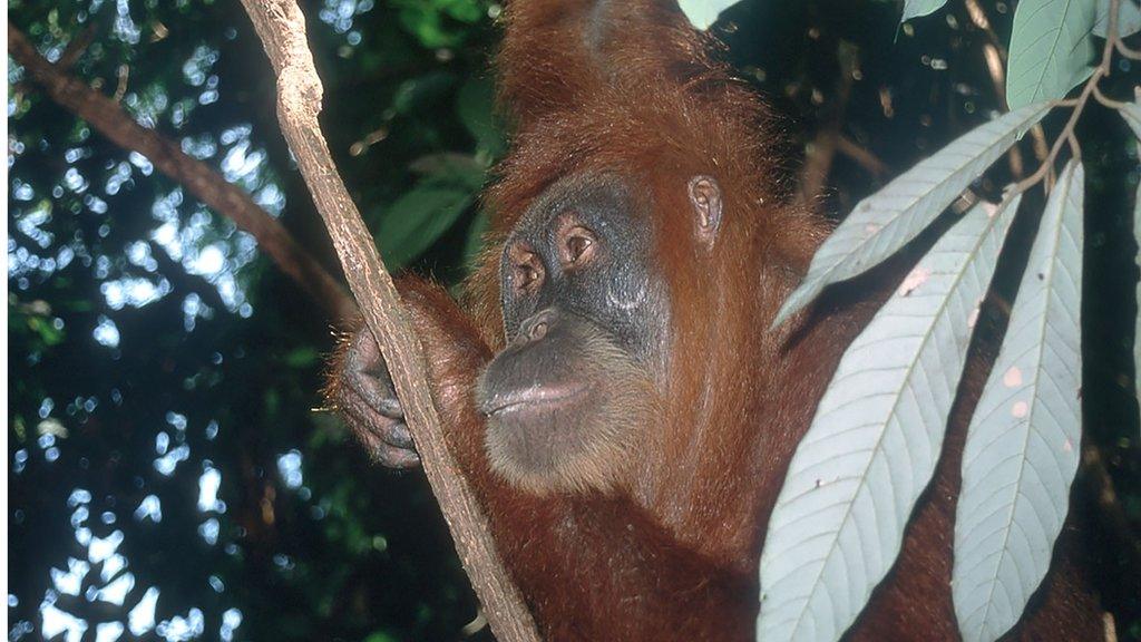 Orangutans are currently found only in the rainforests of Borneo and Sumatra