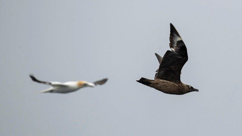 Gannet and skua