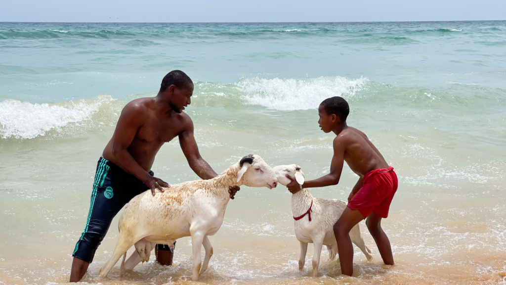 People washing their sheep in Dakar - July 2021