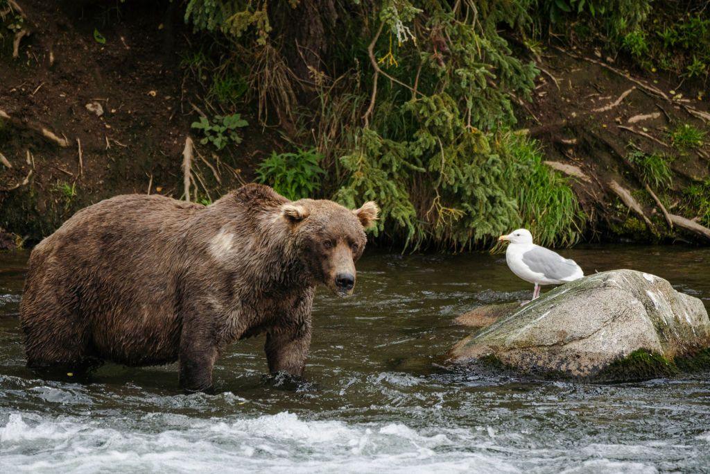 fat bear in a river