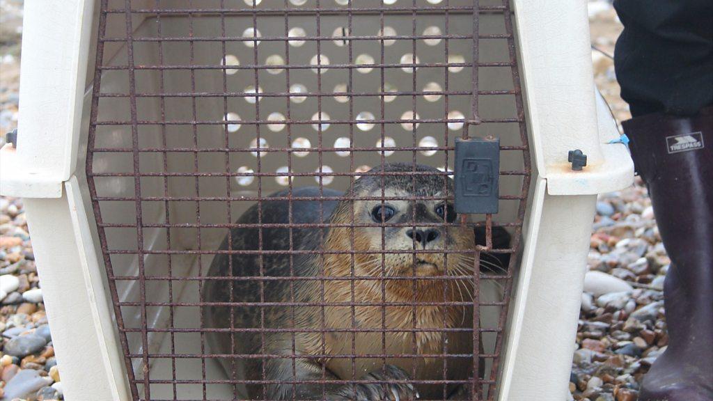 A common seal about to be released