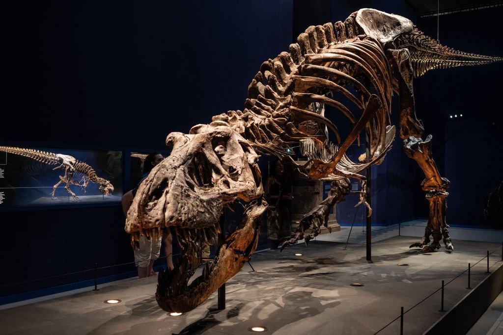 Exhibition at the National Museum of Natural History in Paris, Trix, one of the best preserved fossils of Tyrannosaurus.