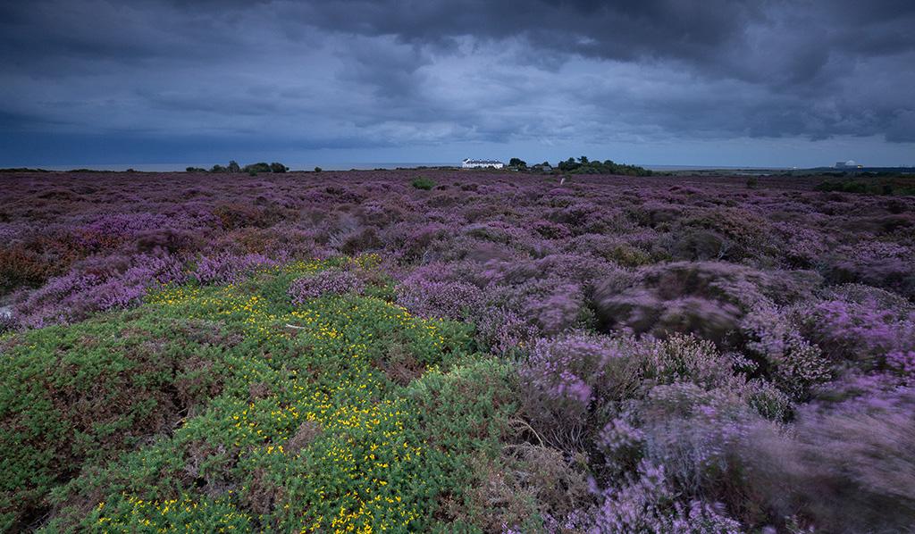 Dunwich Heath, Suffolk