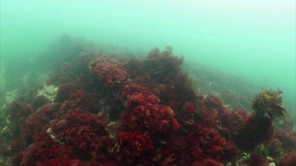 The sewage pipe of Sheringham