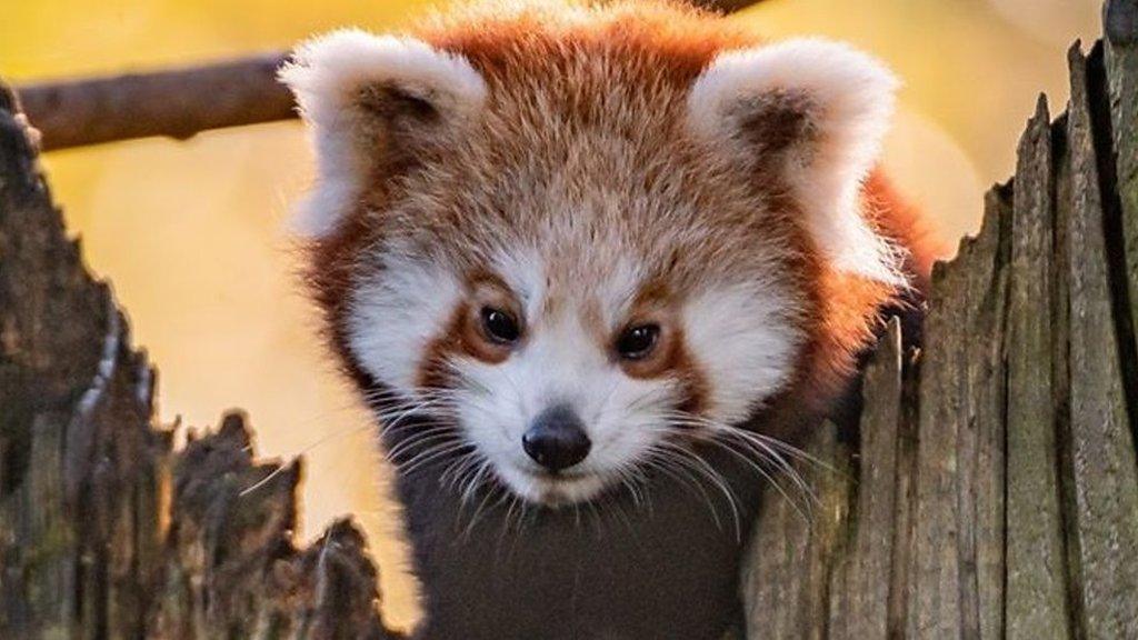 Children were able to visit Chester Zoo even though it's been close by the coronavirus pandemic.