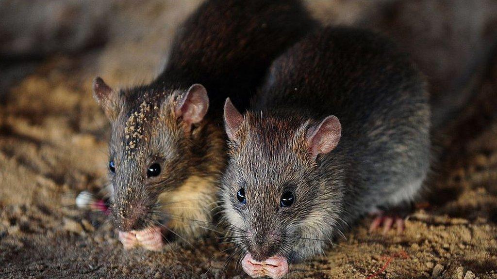 Rats eat grains of puffed rice in Allahabad on 28 July 2015