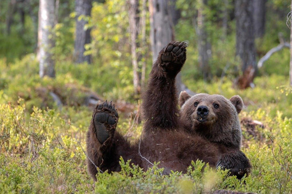 a-bear-waving.