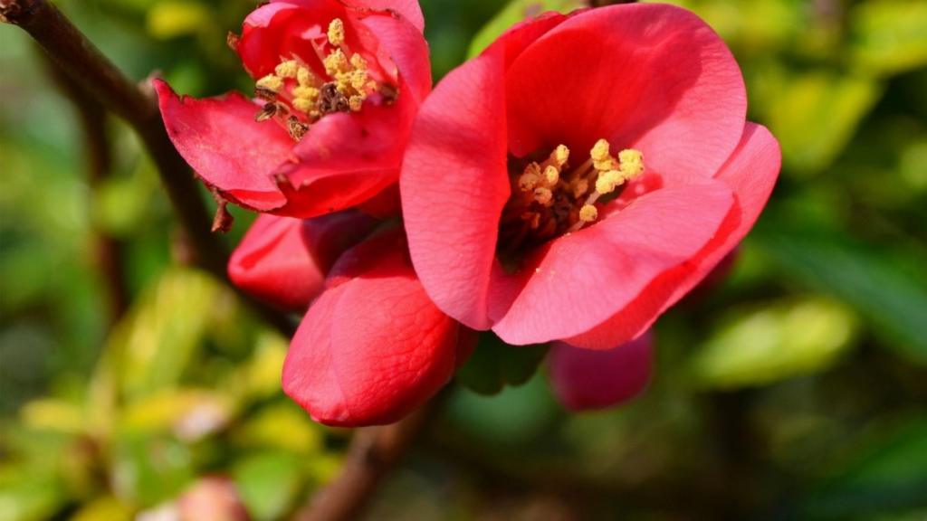 Quince blossom