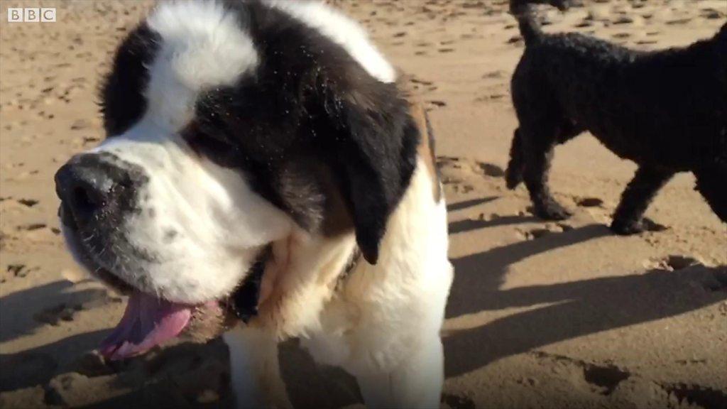 Dog on the beach