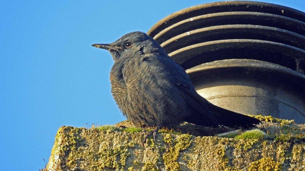 Blue Rock Thrush, Stow-on-the-Wold