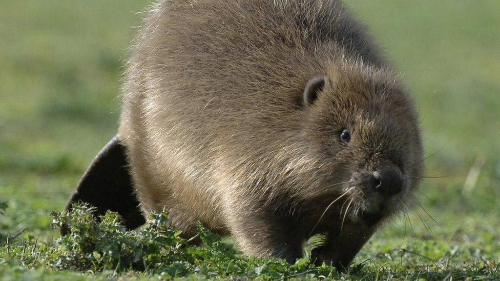 A Beaver running