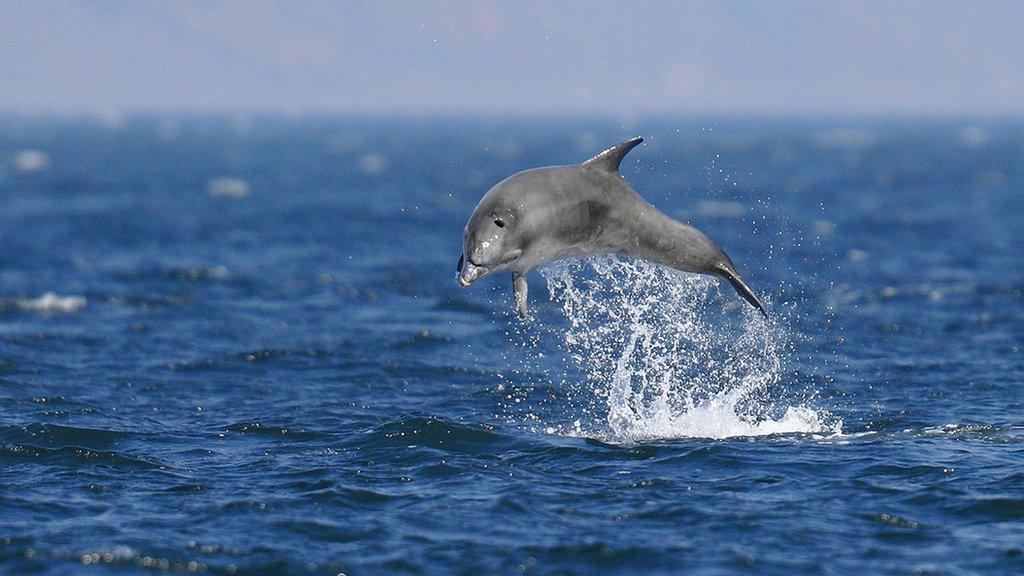 Dolphin