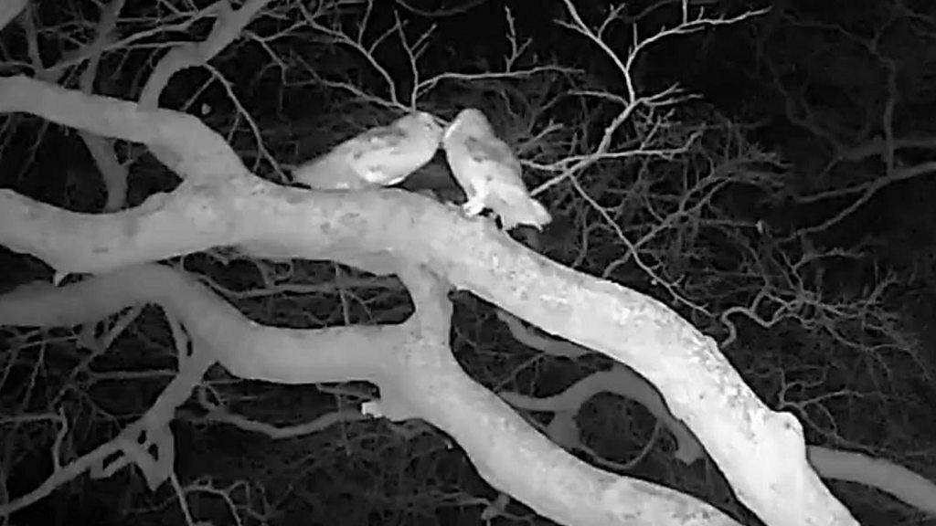 Two owls on a tree branch