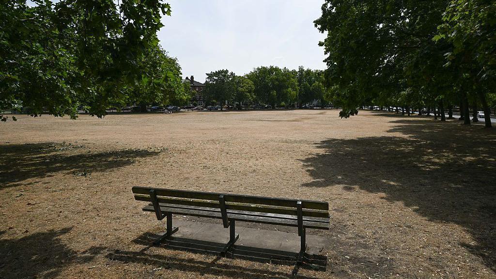 Yellow grass in a park in London after recent hot and dry weather conditions.