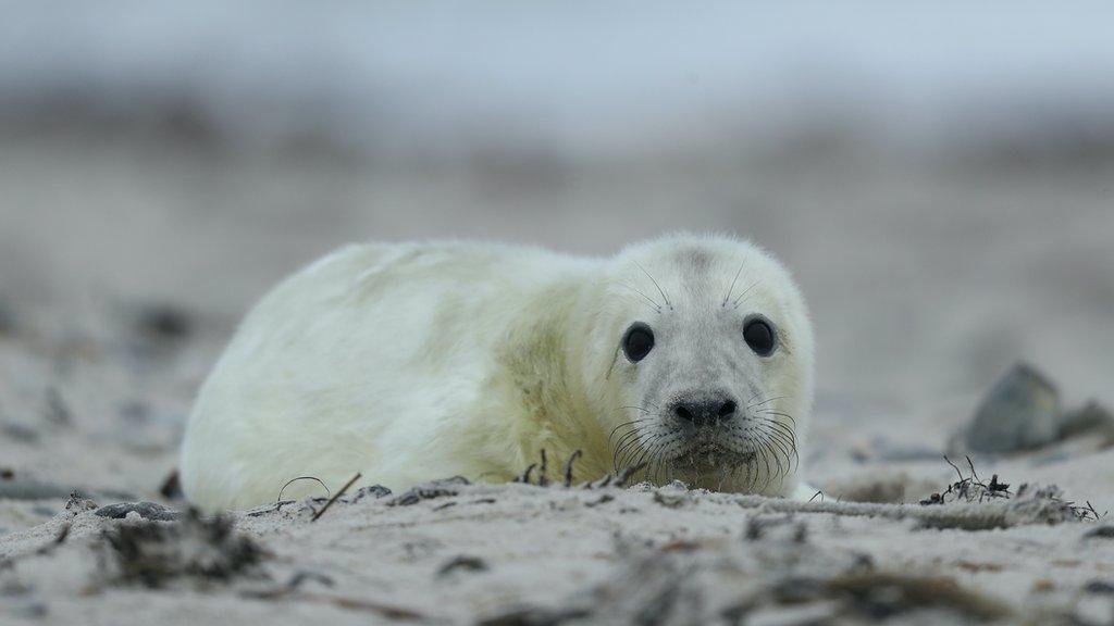 A seal pup