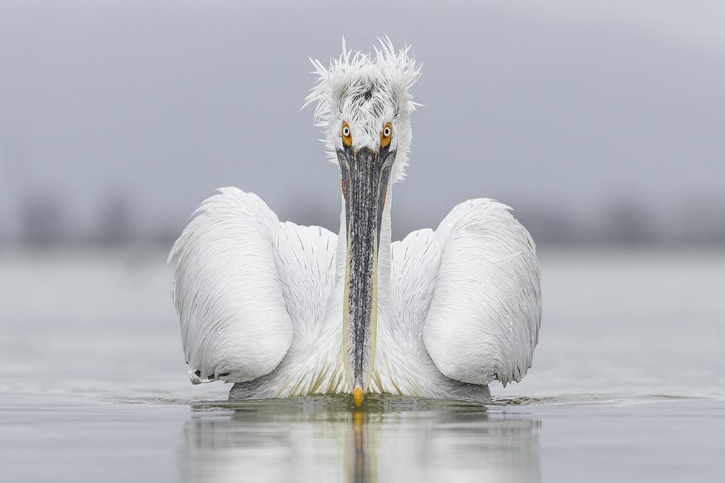 Eye contact by Guy Edwardes, UK