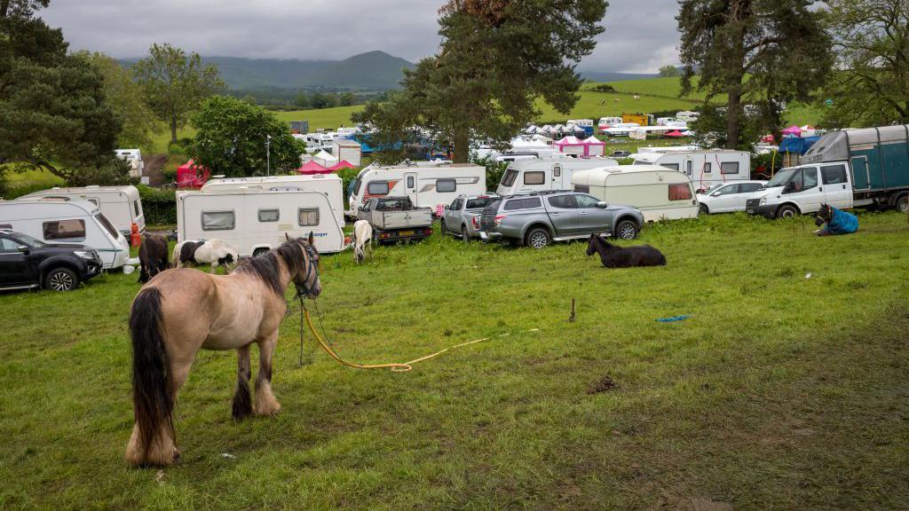 Caravans parked at Appleby Horse Fair. The caravans and cars are parked in a field under trees. A number of horses are standing and lying on the grass in the foreground.