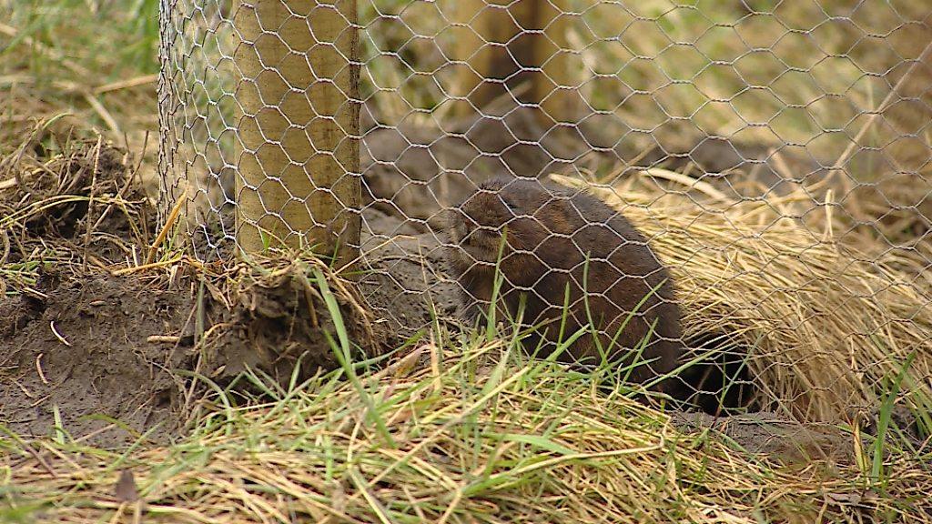 Fossorial water vole