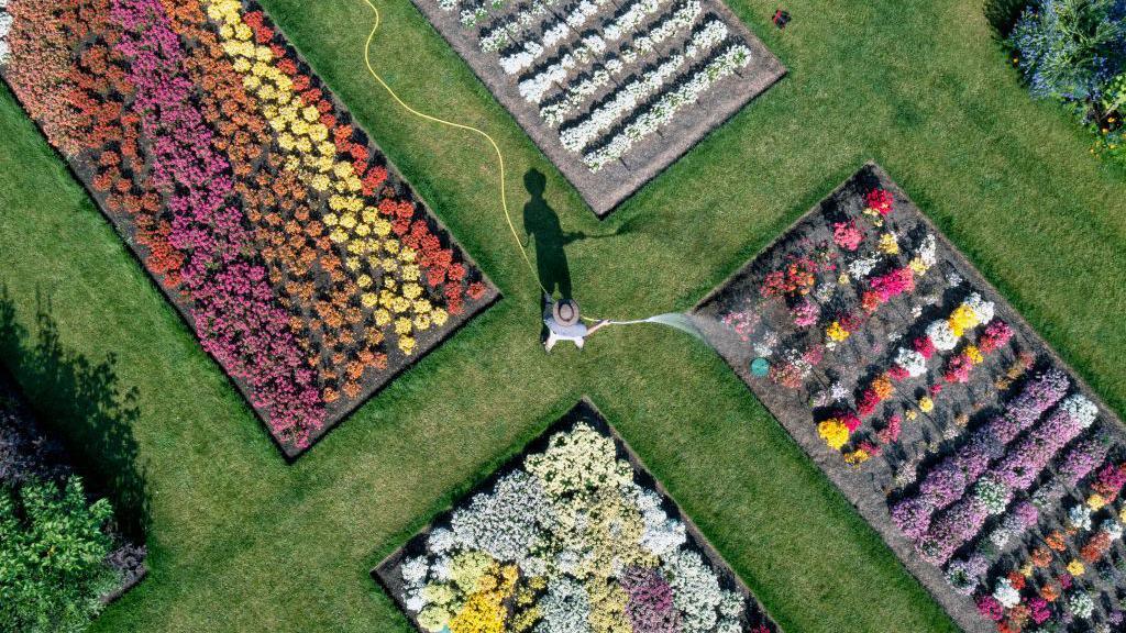 A gardener waters four colourful flower beds with a hose