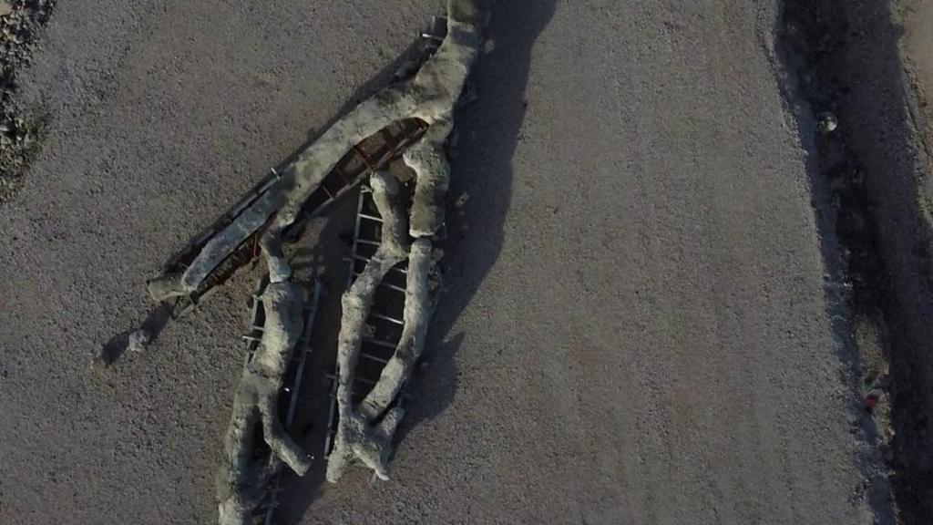 Archaeology: 20-million-year-old fossilised tree found in Greece - BBC ...