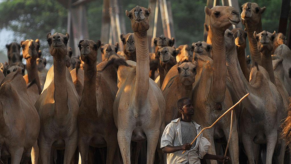 Camels in Somalia