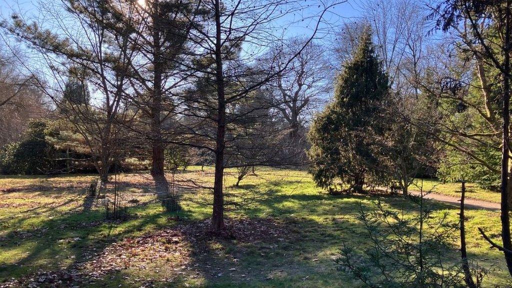 Trees in Sheffield Park