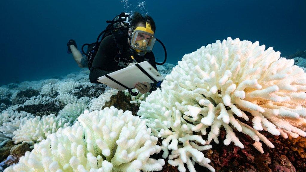 coral-reef-bleaching.