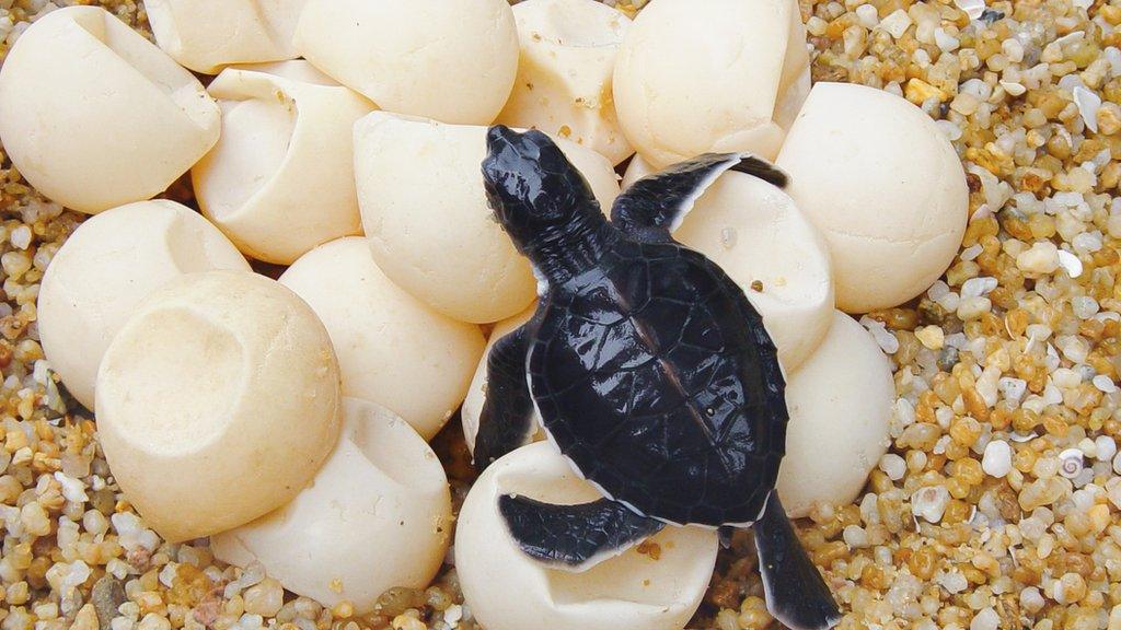 baby-sea-turtle.