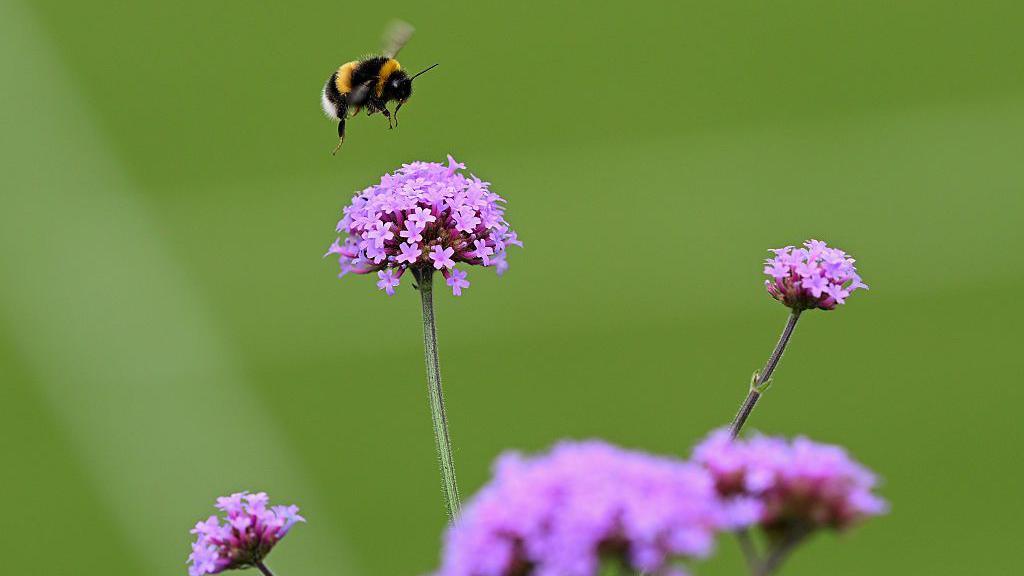 Bumblebee landing on a pink flower