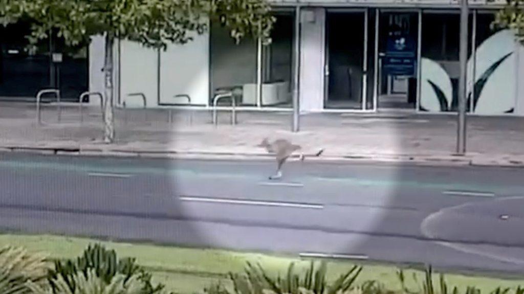 Kangaroo hopping along street