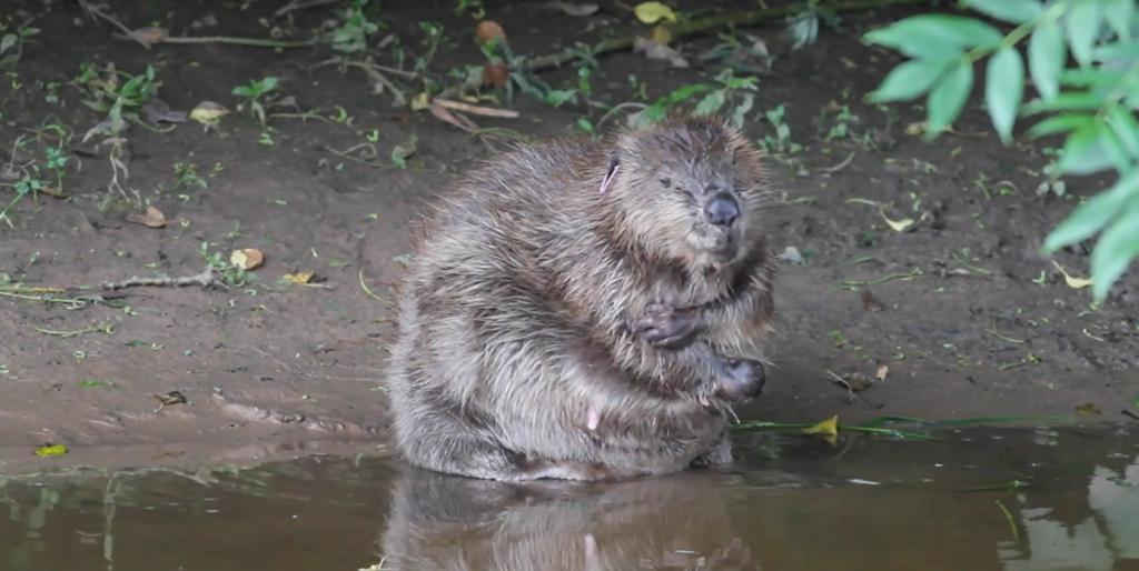 Beaver. Pic: Chris Townend/Wise Birding Holidays