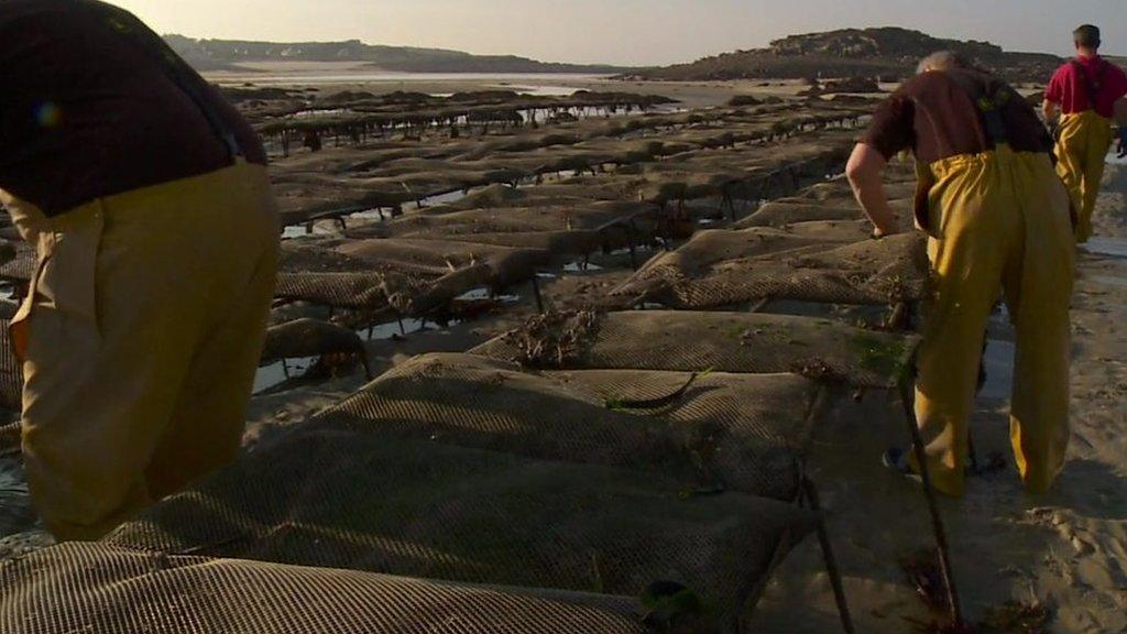 Oyster farmers in north Brittany