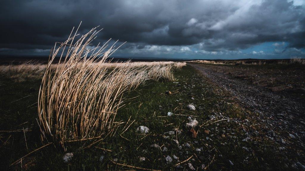 peatland scene