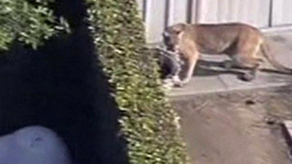 Mountain lion roams California backyards