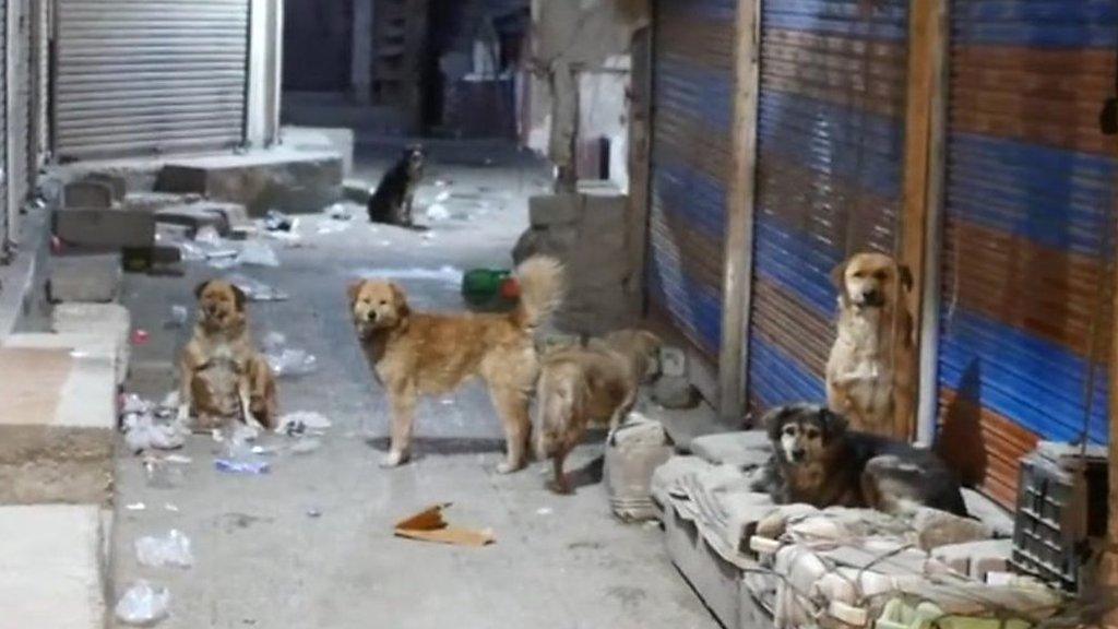 Some of India's stray dogs