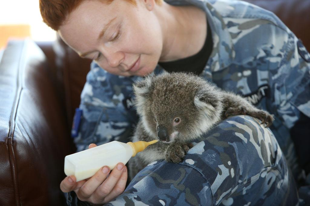 A medic looks after a koala after a wildfire